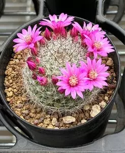 もち吉 花小金井店