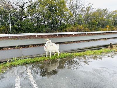 農園菓子工房 ナチュラルファーム菓樹 8枚目