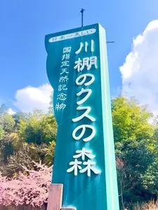 川棚のクスの森