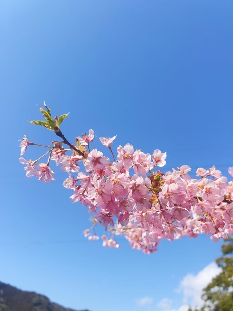 r_Rhapsodyさんが投稿した川棚のクスの森に関する口コミの画像