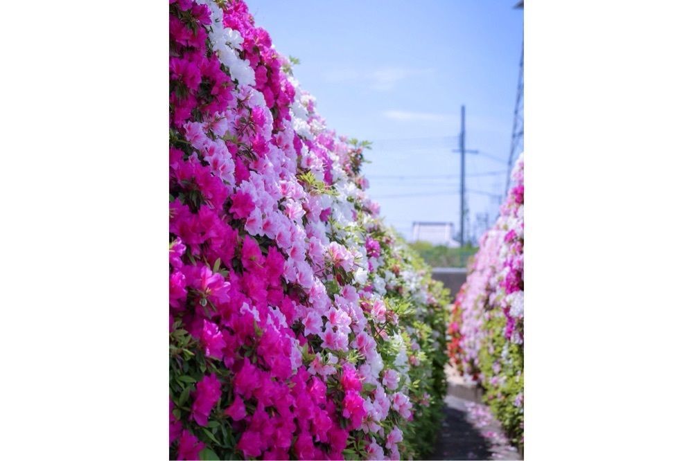 satomi24さんが投稿した法雲禅寺に関する口コミの画像