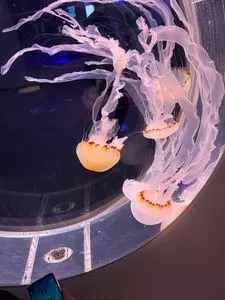 島根県立しまね海洋館アクアス 喫茶コーナー