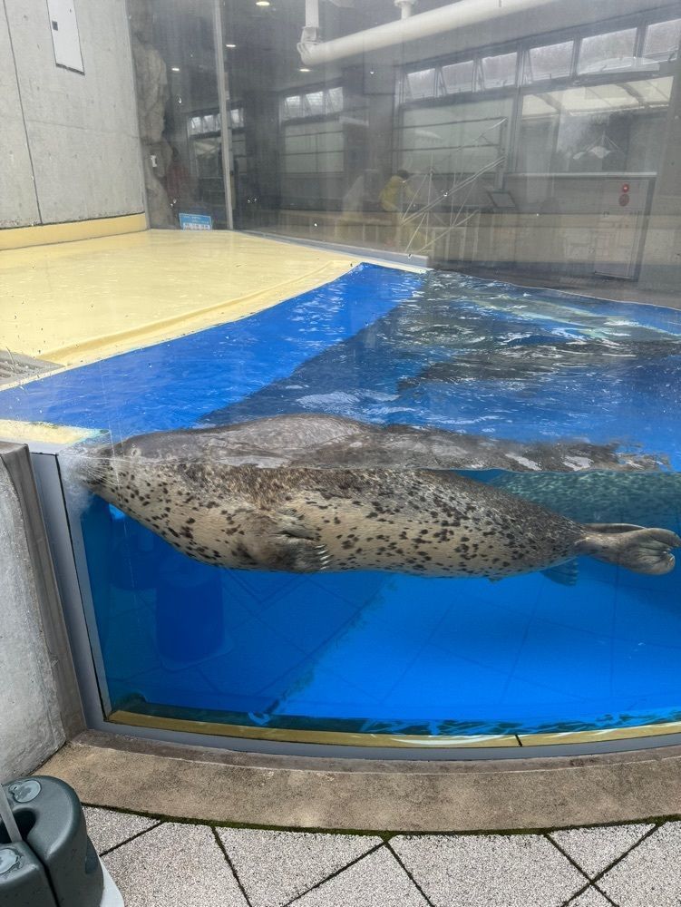 ChanKinu95さんが投稿した島根県立しまね海洋館アクアス 喫茶コーナーに関する口コミの画像