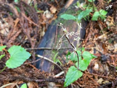 小國神社 8枚目