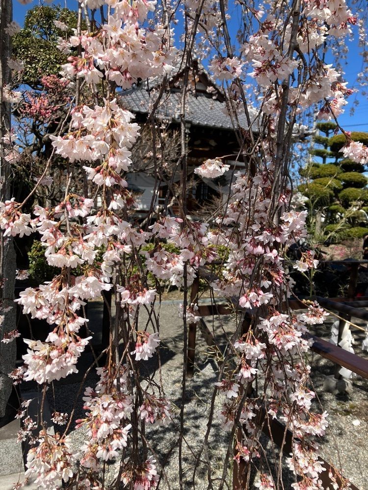 Nさんが投稿した中央市に関する口コミの画像