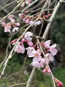地蔵禅院のシダレザクラ