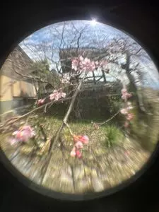 地蔵禅院のシダレザクラ