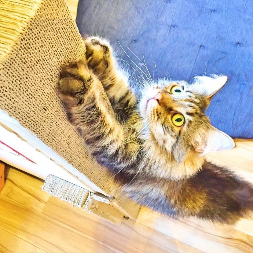 カランさんが投稿した猫カフェ モフ モフ（CAT CAFE mof.mof）に関する口コミの画像