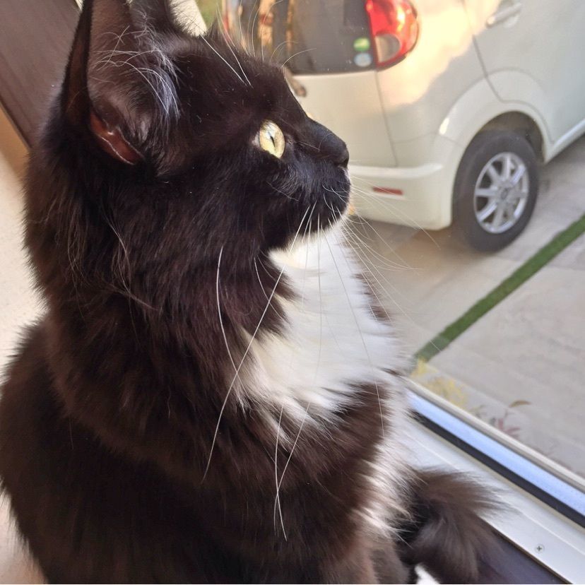 カランさんが投稿した猫カフェ モフ モフ（CAT CAFE mof.mof）に関する口コミの画像