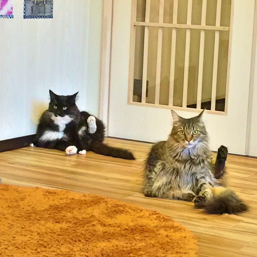 カランさんが投稿した猫カフェ モフ モフ（CAT CAFE mof.mof）に関する口コミの画像