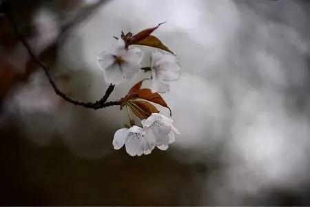 三丁目さち