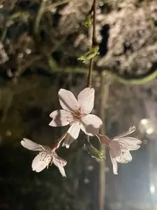 中院