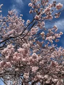 宝寿院枝垂桜