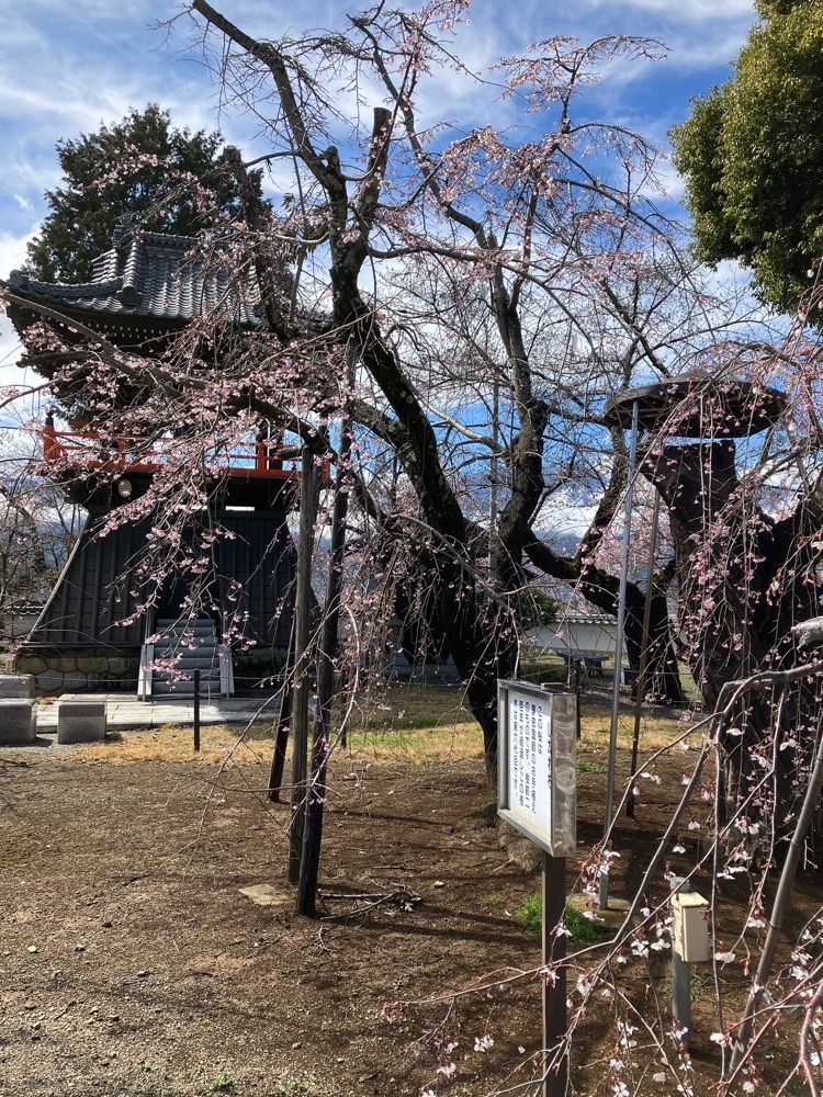 Nさんが投稿した宝寿院枝垂桜に関する口コミの画像