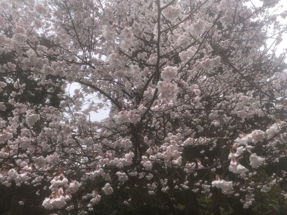 天才ゆっちドクター❤️さんが投稿した身延山久遠寺宝物館に関する口コミの画像