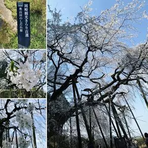 奥山田のしだれ桜
