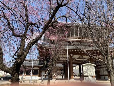 東別院（名古屋別院） 4枚目