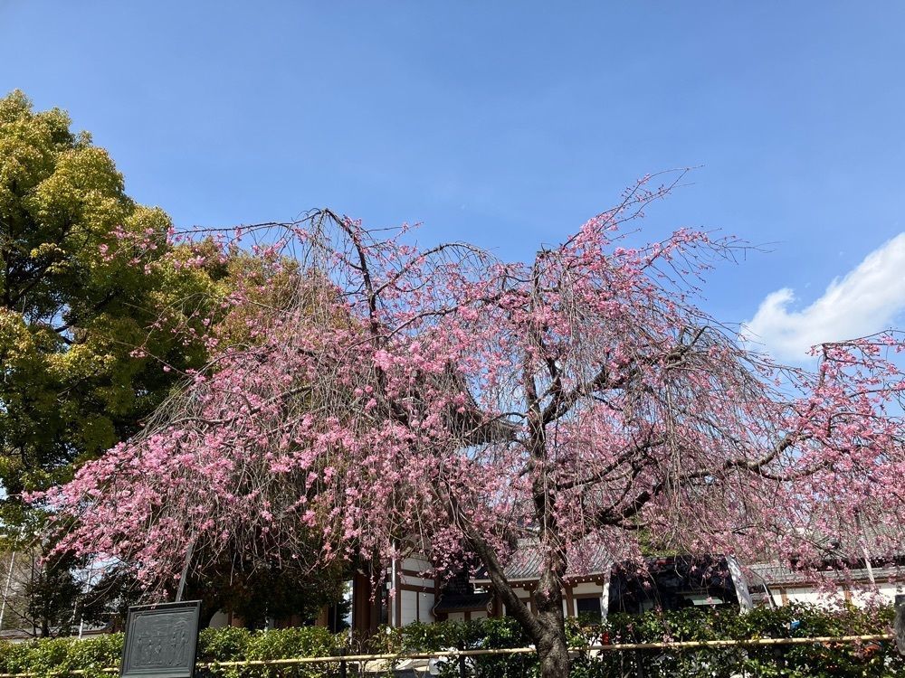 ナンクルさんが投稿した東別院（名古屋別院）に関する口コミの画像