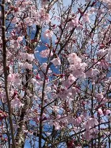 大法師公園