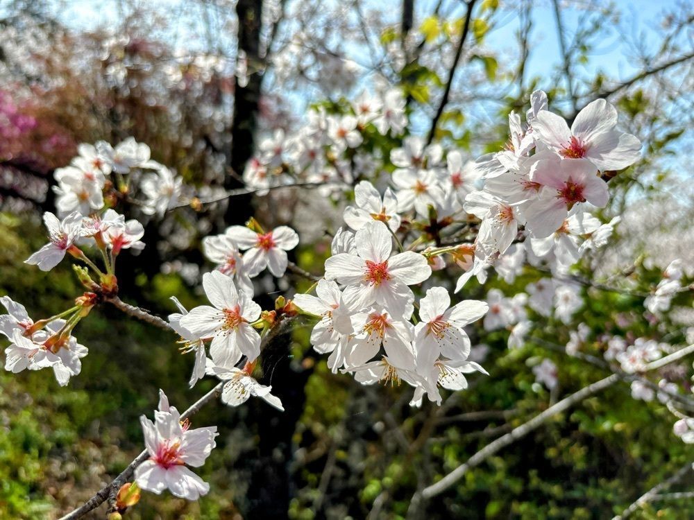 formal_cafeteria_8688さんが投稿した荒平公園に関する口コミの画像