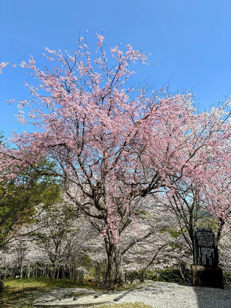 formal_cafeteria_8688さんが投稿した荒平公園に関する口コミの画像