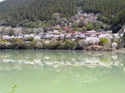 浦城の桜