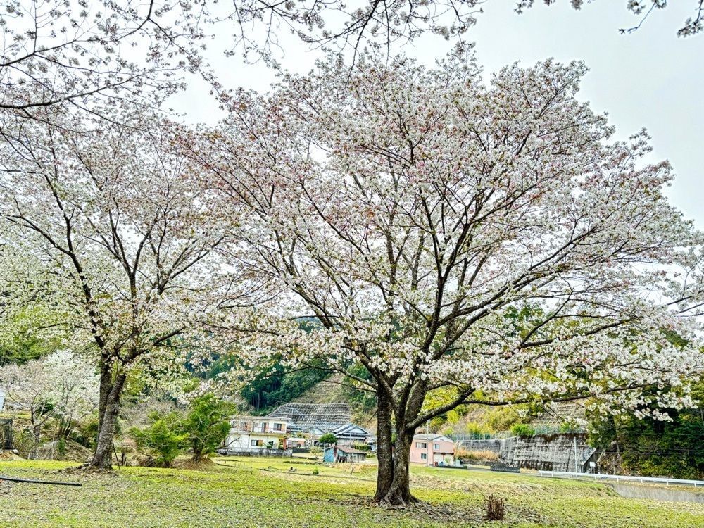 formal_cafeteria_8688さんが投稿した浦城の桜に関する口コミの画像