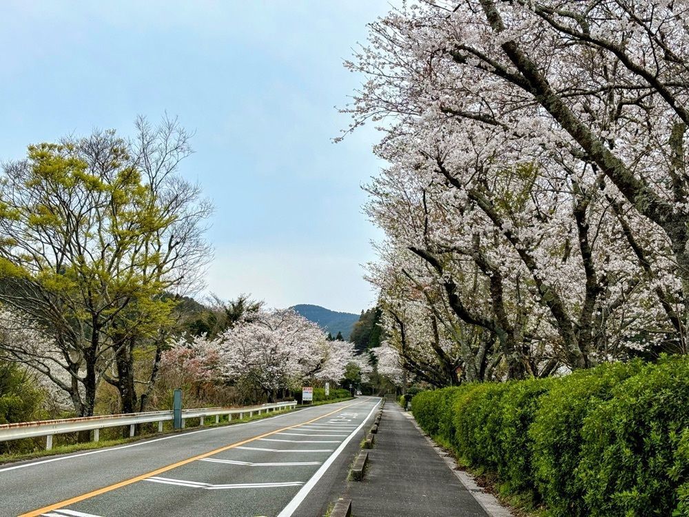 formal_cafeteria_8688さんが投稿した浦城の桜に関する口コミの画像