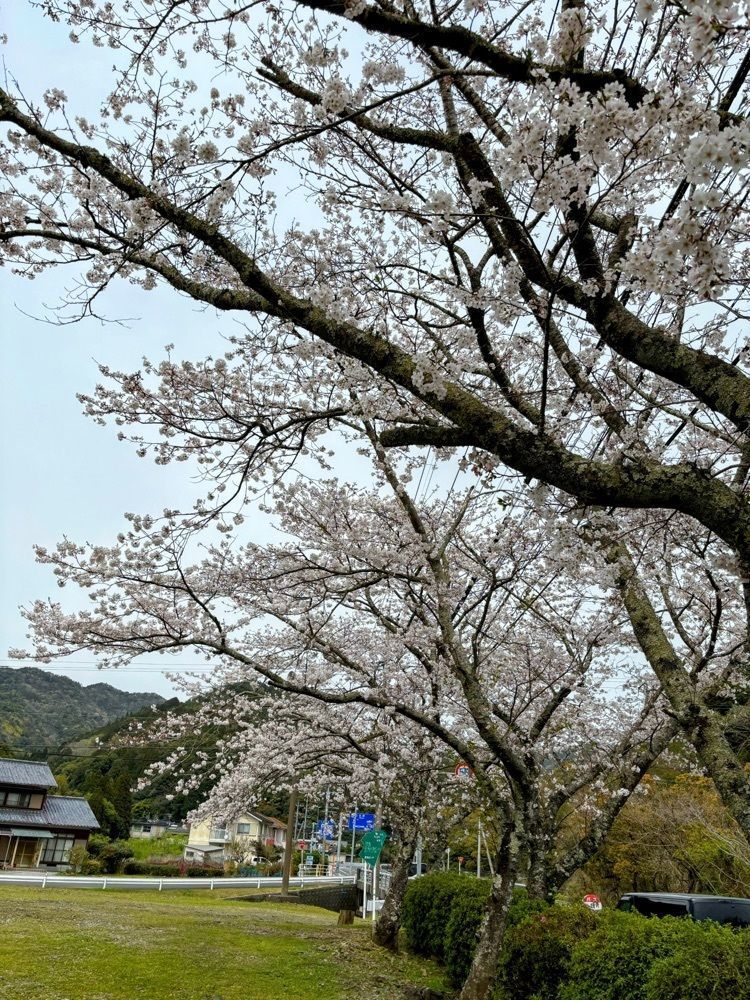 formal_cafeteria_8688さんが投稿した浦城の桜に関する口コミの画像