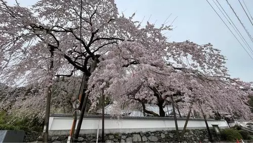 明王寺しだれ桜