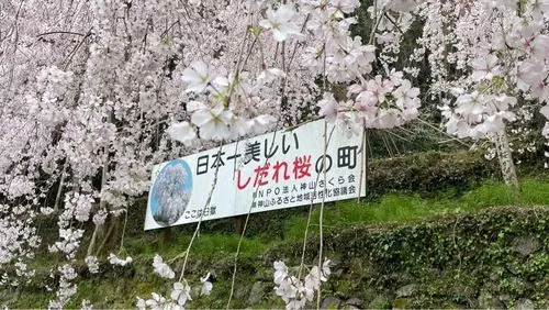 神山さくら街道