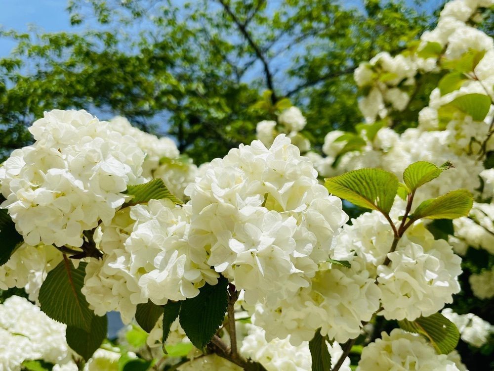 みぃさんが投稿した箸蔵寺に関する口コミの画像