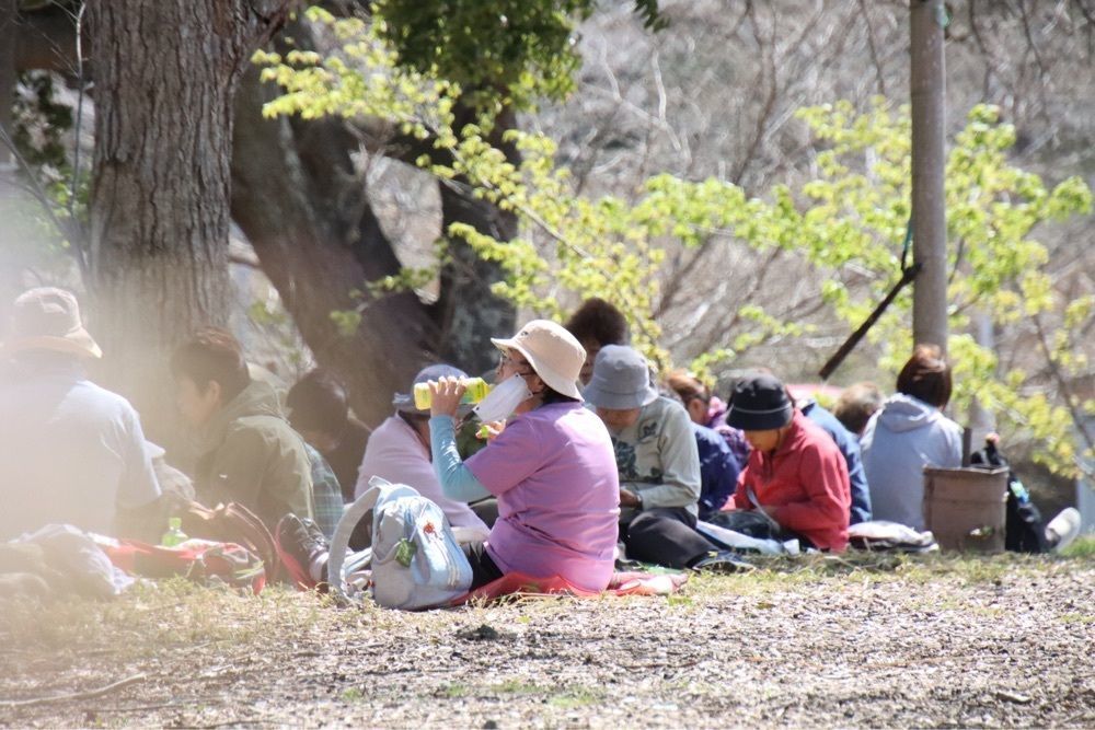 ばるおさんさんが投稿した成田市さくらの山の桜に関する口コミの画像