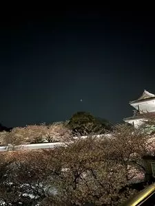 兼六園の桜