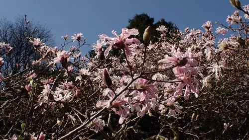 伊川津のシデコブシ