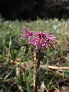 伊川津のシデコブシ