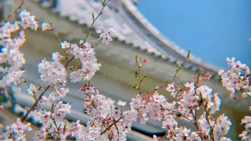 天ケ城公園の桜