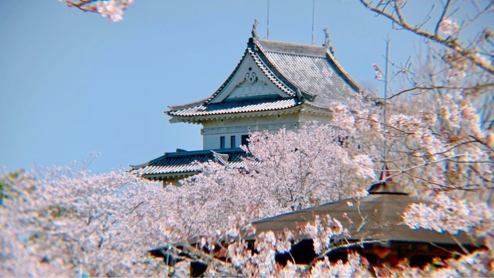兎きちさんが投稿した天ケ城公園の桜に関する口コミの画像