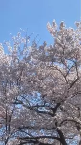 大谷園茶舗（おおたにえんちゃほ）