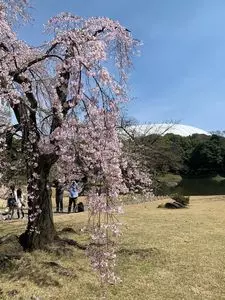 一つ松（小石川後楽園）