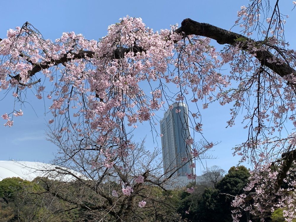 junkunさんが投稿した一つ松（小石川後楽園）に関する口コミの画像