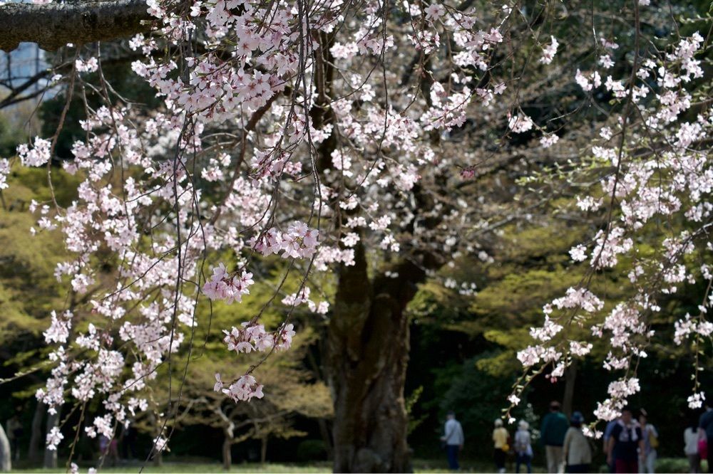 junkunさんが投稿した一つ松（小石川後楽園）に関する口コミの画像