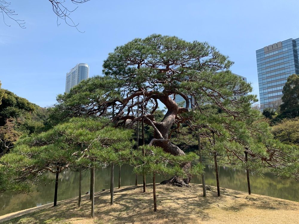 junkunさんが投稿した一つ松（小石川後楽園）に関する口コミの画像