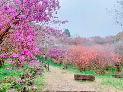高取山公園のミツバツツジ
