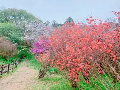 高取山公園のミツバツツジ
