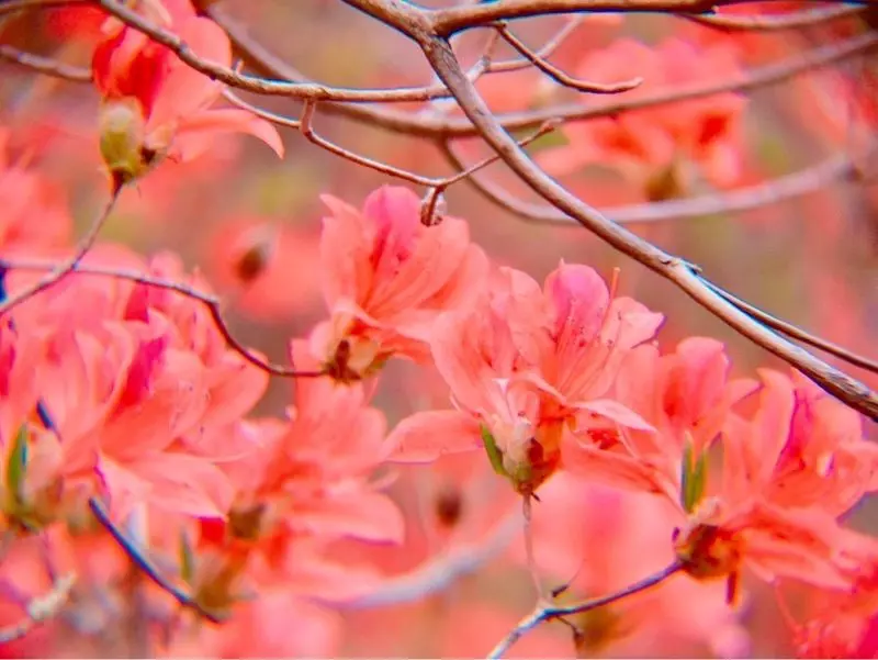 高取山公園のミツバツツジ - 西都市 (その他)の口コミやアクセス