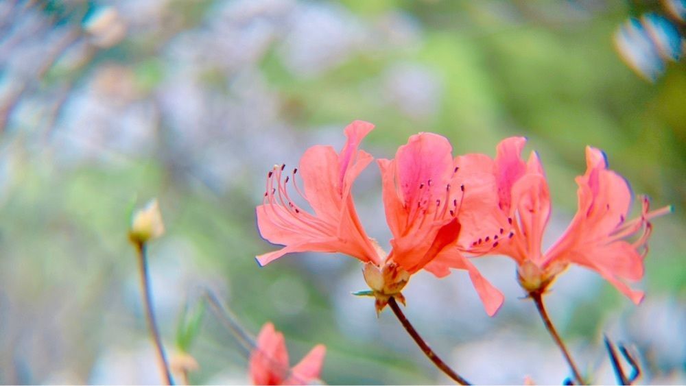 兎きちさんが投稿した高取山公園のミツバツツジに関する口コミの画像