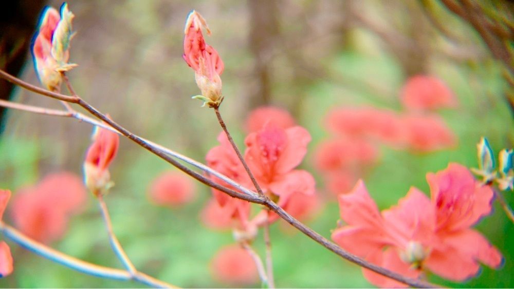 兎きちさんが投稿した高取山公園のミツバツツジに関する口コミの画像