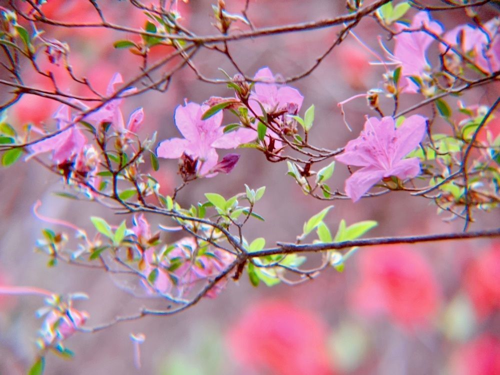 兎きちさんが投稿した高取山公園のミツバツツジに関する口コミの画像