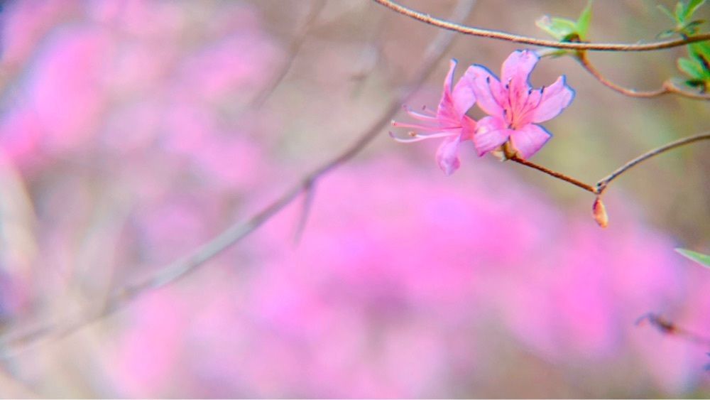 兎きちさんが投稿した高取山公園のミツバツツジに関する口コミの画像